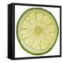 Lime Slice-Steve Gadomski-Framed Stretched Canvas