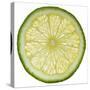 Lime Slice-Steve Gadomski-Stretched Canvas