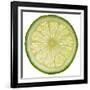 Lime Slice-Steve Gadomski-Framed Photographic Print