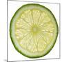 Lime Slice-Steve Gadomski-Mounted Photographic Print