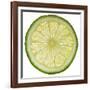 Lime Slice-Steve Gadomski-Framed Photographic Print