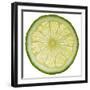 Lime Slice-Steve Gadomski-Framed Photographic Print