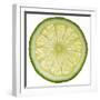 Lime Slice-Steve Gadomski-Framed Photographic Print