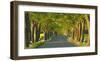 Lime tree alley, Mecklenburg Lake District, Germany-Frank Krahmer-Framed Giclee Print