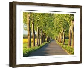 Lime tree alley, Mecklenburg Lake District, Germany-Frank Krahmer-Framed Giclee Print