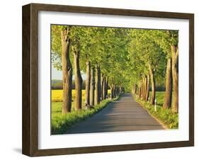 Lime tree alley, Mecklenburg Lake District, Germany-Frank Krahmer-Framed Giclee Print