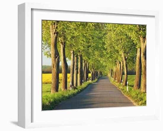 Lime tree alley, Mecklenburg Lake District, Germany-Frank Krahmer-Framed Giclee Print