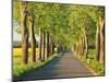 Lime tree alley, Mecklenburg Lake District, Germany-Frank Krahmer-Mounted Giclee Print