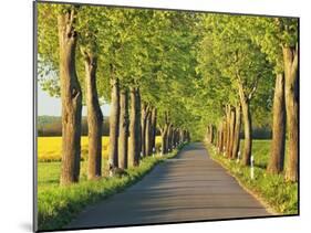 Lime tree alley, Mecklenburg Lake District, Germany-Frank Krahmer-Mounted Giclee Print