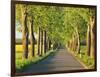 Lime tree alley, Mecklenburg Lake District, Germany-Frank Krahmer-Framed Giclee Print