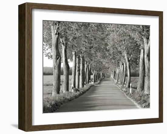 Lime tree alley, Mecklenburg Lake District, Germany-Frank Krahmer-Framed Giclee Print