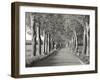 Lime tree alley, Mecklenburg Lake District, Germany-Frank Krahmer-Framed Giclee Print