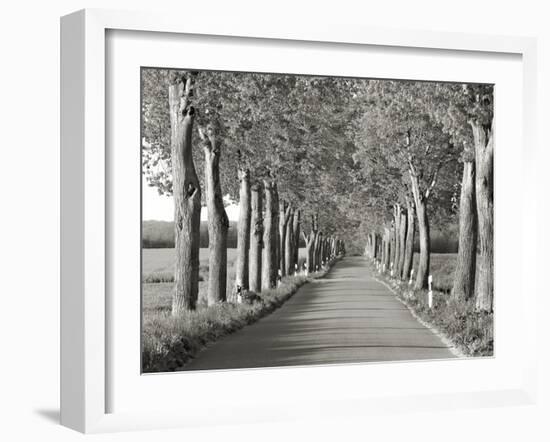 Lime tree alley, Mecklenburg Lake District, Germany-Frank Krahmer-Framed Giclee Print