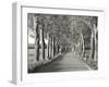 Lime tree alley, Mecklenburg Lake District, Germany-Frank Krahmer-Framed Giclee Print