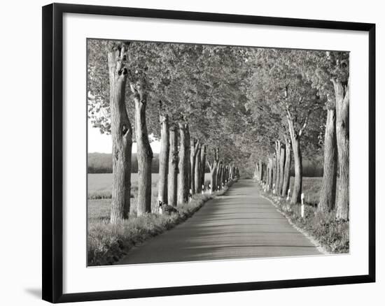 Lime tree alley, Mecklenburg Lake District, Germany-Frank Krahmer-Framed Giclee Print