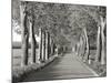 Lime tree alley, Mecklenburg Lake District, Germany-Frank Krahmer-Mounted Giclee Print