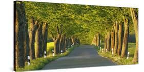 Lime tree alley, Mecklenburg Lake District, Germany-Frank Krahmer-Stretched Canvas