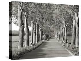 Lime tree alley, Mecklenburg Lake District, Germany-Frank Krahmer-Stretched Canvas