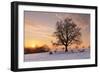 Lime Tree at Sunset in Winter, Esslingen Am Neckar, Baden-Wurttemberg, Germany, Europe-Markus Lange-Framed Photographic Print