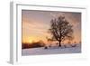 Lime Tree at Sunset in Winter, Esslingen Am Neckar, Baden-Wurttemberg, Germany, Europe-Markus Lange-Framed Photographic Print