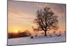 Lime Tree at Sunset in Winter, Esslingen Am Neckar, Baden-Wurttemberg, Germany, Europe-Markus Lange-Mounted Photographic Print