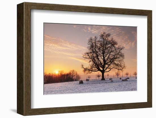 Lime Tree at Sunset in Winter, Esslingen Am Neckar, Baden-Wurttemberg, Germany, Europe-Markus Lange-Framed Photographic Print