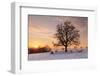 Lime Tree at Sunset in Winter, Esslingen Am Neckar, Baden-Wurttemberg, Germany, Europe-Markus Lange-Framed Photographic Print