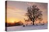 Lime Tree at Sunset in Winter, Esslingen Am Neckar, Baden-Wurttemberg, Germany, Europe-Markus Lange-Stretched Canvas