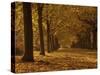 Lime Tree Avenue in Autumn Colours, Clumber Park, Worksop, Nottinghamshire, England, United Kingdom-Neale Clarke-Stretched Canvas