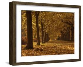 Lime Tree Avenue in Autumn Colours, Clumber Park, Worksop, Nottinghamshire, England, United Kingdom-Neale Clarke-Framed Photographic Print