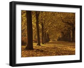 Lime Tree Avenue in Autumn Colours, Clumber Park, Worksop, Nottinghamshire, England, United Kingdom-Neale Clarke-Framed Photographic Print