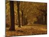 Lime Tree Avenue in Autumn Colours, Clumber Park, Worksop, Nottinghamshire, England, United Kingdom-Neale Clarke-Mounted Photographic Print