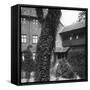 Lime Tree in a Courtyard, Nuremberg, Bavaria, Germany, C1900s-Wurthle & Sons-Framed Stretched Canvas