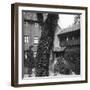 Lime Tree in a Courtyard, Nuremberg, Bavaria, Germany, C1900s-Wurthle & Sons-Framed Photographic Print