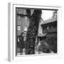 Lime Tree in a Courtyard, Nuremberg, Bavaria, Germany, C1900s-Wurthle & Sons-Framed Photographic Print