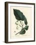 Lime Tree, Tilia Pubescens. Handcoloured Stipple Engraving by Moret after an Illustration by Pierre-Pierre-Joseph Redouté-Framed Giclee Print