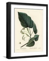 Lime Tree, Tilia Pubescens. Handcoloured Stipple Engraving by Moret after an Illustration by Pierre-Pierre-Joseph Redouté-Framed Giclee Print