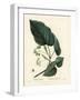 Lime Tree, Tilia Pubescens. Handcoloured Stipple Engraving by Moret after an Illustration by Pierre-Pierre-Joseph Redouté-Framed Giclee Print