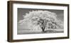 Lime tree with frost, Bavaria, Germany-Frank Krahmer-Framed Giclee Print