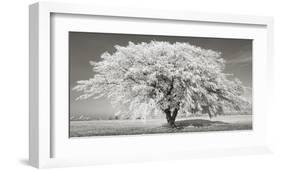 Lime tree with frost, Bavaria, Germany-Frank Krahmer-Framed Giclee Print