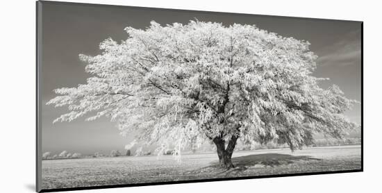 Lime tree with frost, Bavaria, Germany-Frank Krahmer-Mounted Giclee Print