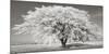 Lime tree with frost, Bavaria, Germany-Frank Krahmer-Mounted Giclee Print