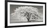 Lime tree with frost, Bavaria, Germany-Frank Krahmer-Framed Giclee Print