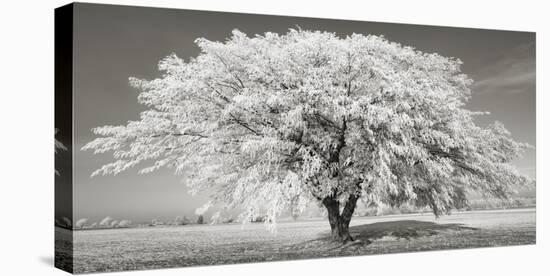 Lime tree with frost, Bavaria, Germany-Frank Krahmer-Stretched Canvas