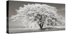 Lime tree with frost, Bavaria, Germany-Frank Krahmer-Stretched Canvas