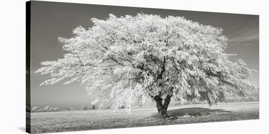 Lime tree with frost, Bavaria, Germany-Frank Krahmer-Stretched Canvas