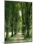 Lime Trees, Avenue, Way-Thonig-Mounted Photographic Print