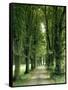 Lime Trees, Avenue, Way-Thonig-Framed Stretched Canvas