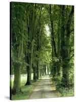 Lime Trees, Avenue, Way-Thonig-Stretched Canvas
