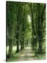 Lime Trees, Avenue, Way-Thonig-Stretched Canvas